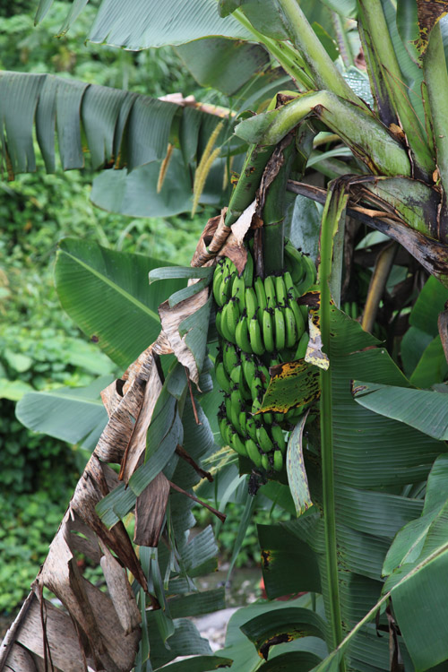 Banananplantage